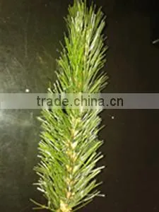Christmas Tree Needles Leaves photo-3