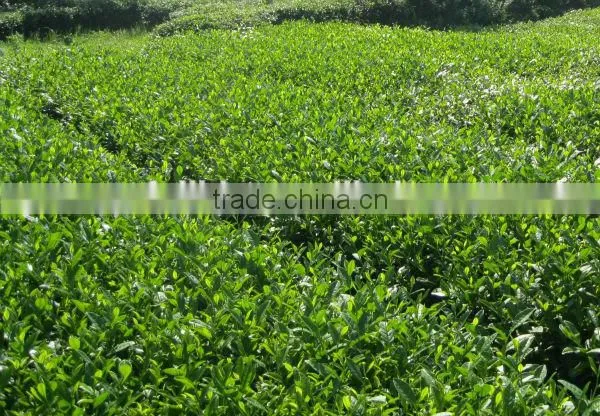 Soluble in Water 100% Instant Black Tea Powder photo-2