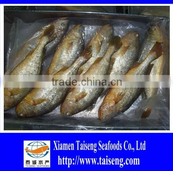 Frozen Big Size Farm Raised Yellow Croaker photo-2