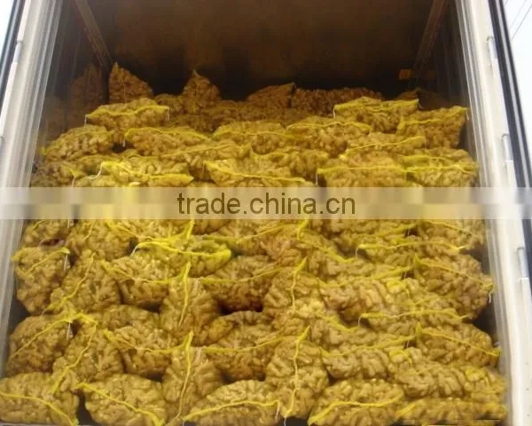 Fresh Ginger photo-5