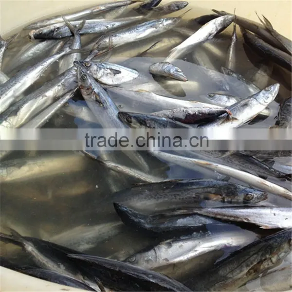 Broadbarred King Mackerel
