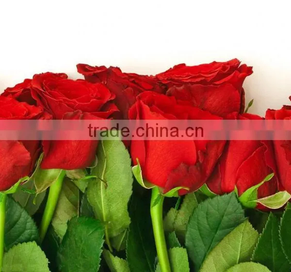 Wholesale Fresh Cut Rose Flowers Roses for Valentine's Day photo-3