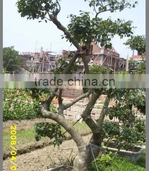 Bougainvillea Glabra Live Plants Live Bonsai photo-4
