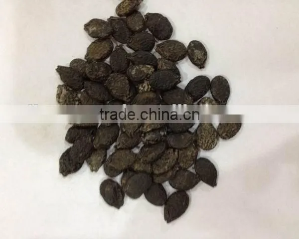 Hybrid Seeds F1 Seed Luffa Vegetable Seeds