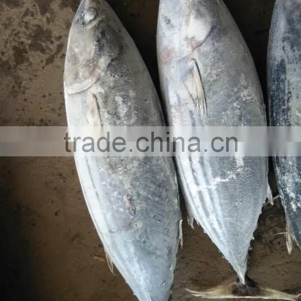 Fresh Frozen Skipjack Tuna photo-2