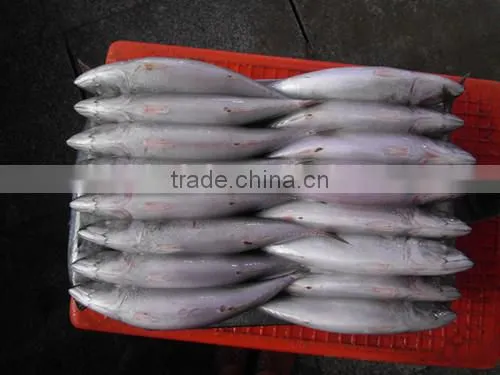2016 Frozen Seafish Pacific Mackerel From China photo-2