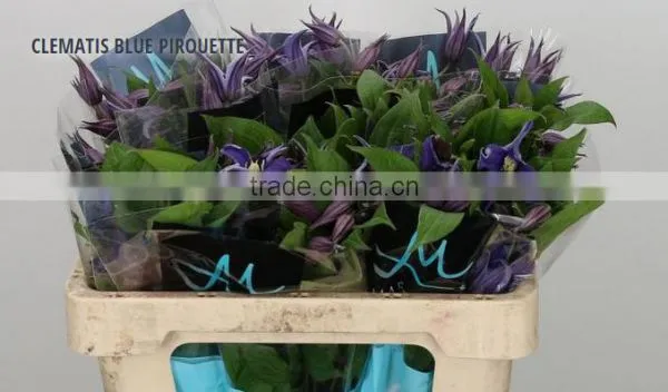 CLEMATIS BLUE PIROUETTE