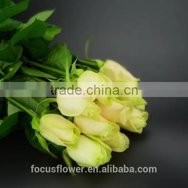 Fresh Cut Yellow Rose Vendelas Wedding Bouquet Wholesale Romantic Yellow Rose Vendela With Attractive Flowers for Bride photo-2