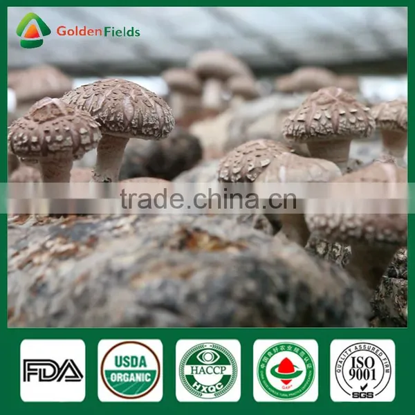 Mushroom Spores,Shiitake Mushroom Substrate,Reishi Mushroom photo-1