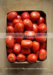 Fresh Ketchup Tomato Exporters in India photo-2