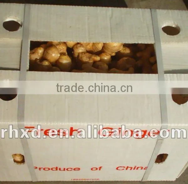 Chinese Fresh Ginger Export Price 2016 photo-3