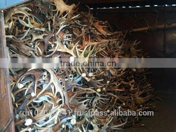 Dry Elk Antlers photo-3