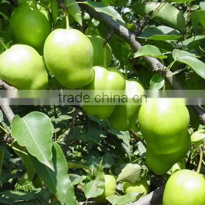 Chinese Fresh Early su Pear With Best Price for Export photo-4