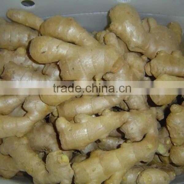 Fresh Ginger photo-2