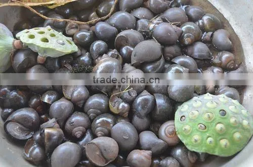 Live Paddy Rice Snail in Big Quantity (Pila Polita)