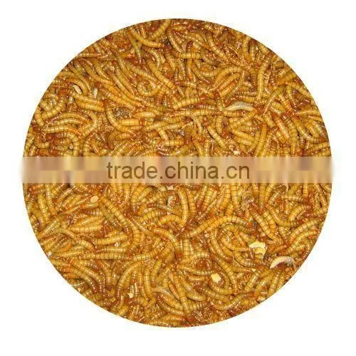 dried fish and reptile dried mealworm