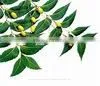Natural Neem Oil for Organic Pesticide photo-3