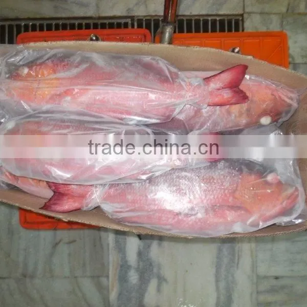 Frozen Red Snapper Whole