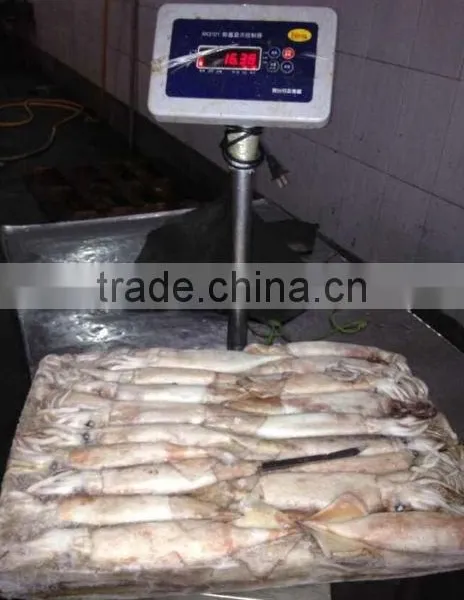 Frozen Whole Round Squid Todarodes Pacificus photo-6