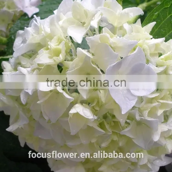 Grade A Variety Colors Cut Fresh Gerbera Flower From Kunming photo-6