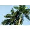 Palm Tree Tower photo-2