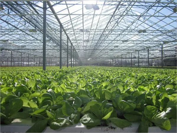 Modern Venlo Type Intelligent Greenhouse Covering PC Sheet photo-3