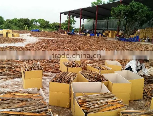 Split Cassia / Cinnamon Very High Quality and High Oil Content photo-2