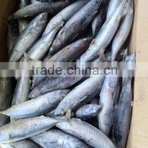 Top Sales Frozen Bonito Tuna Fish Auxis Thazard Bullet Tuna photo-3