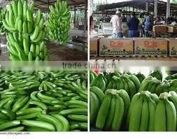 BANANAS photo-6
