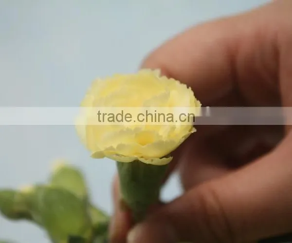 Colorful Hot Sale Flowers Carnation Wedding Flowers photo-3