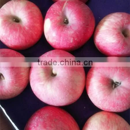 Pome Fruit Product Type and Apple Type Fresh Fuji Apples Sweet Apples Common Apples photo-4