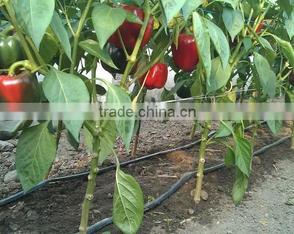 Drip Irrigation System Single Labyrinth Drip Irrigation Tape photo-2