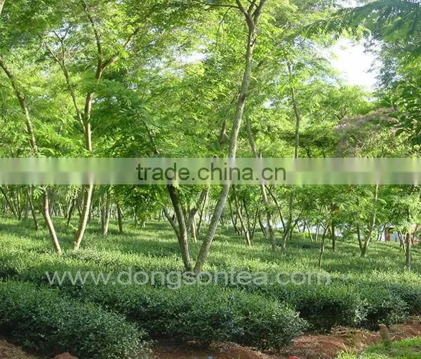 VietNam High Mountain Oolong Tea- Dong Son Oolong Tea" photo-3