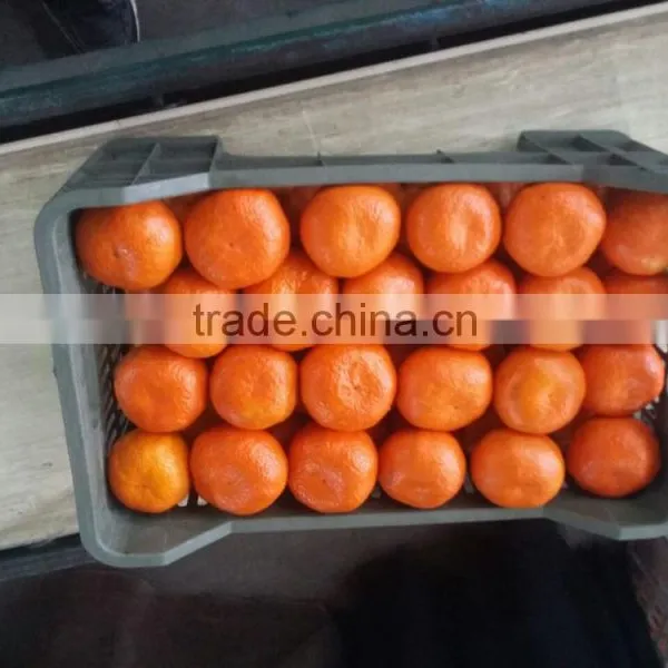 Fresh Egyptian Mandarin photo-2