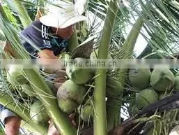 VIETNAM DESSICATED COCOCONUT