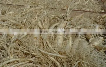 White Ginseng Root Powder photo-3
