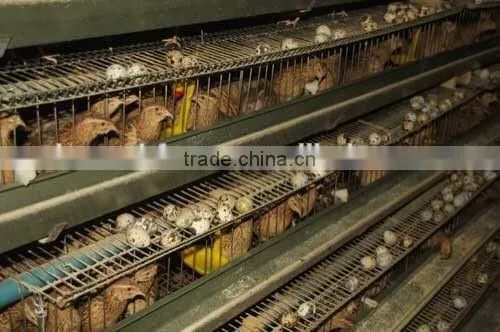 Galvanized A Type Layer Quail Cages for Sale in Kenya Farm photo-4
