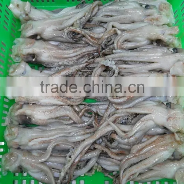 Frozen Tweed Bait Squid Heads photo-4