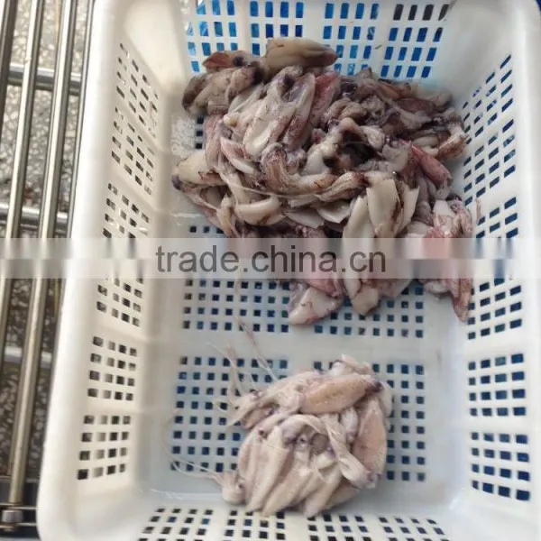 Grade A BQF Baby Squid Loligo Japonica photo-3