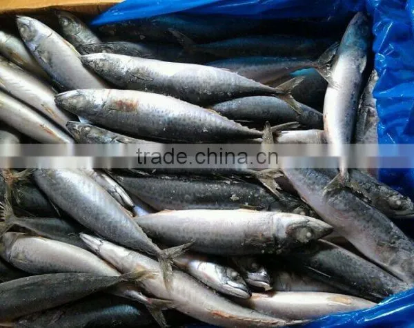 Good Quality Fresh Fish Seafrozen Mackerel photo-2