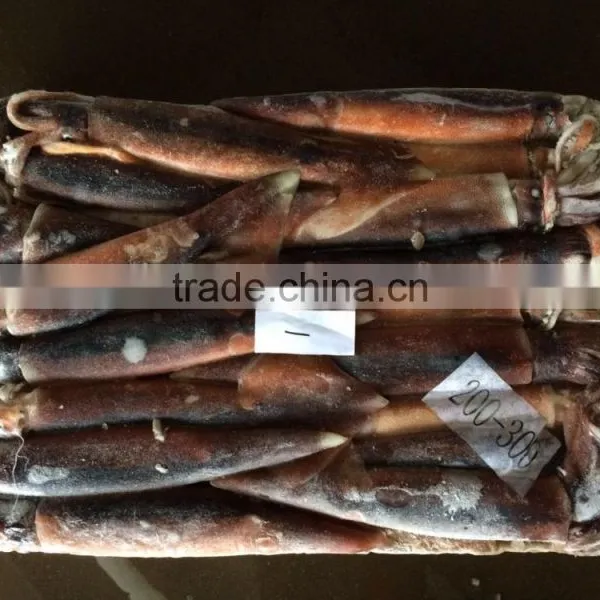 Frozen Argentina Squid Raw Material photo-2