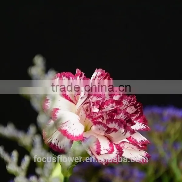 Export Fresh Fresh Cut Flowers Colombia Carnation to the Beloved photo-5