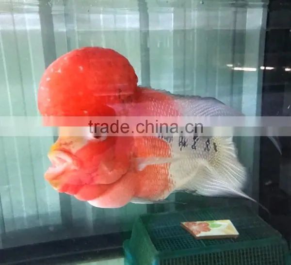 Aquarium Fish Farm and Export From Thailand photo-2