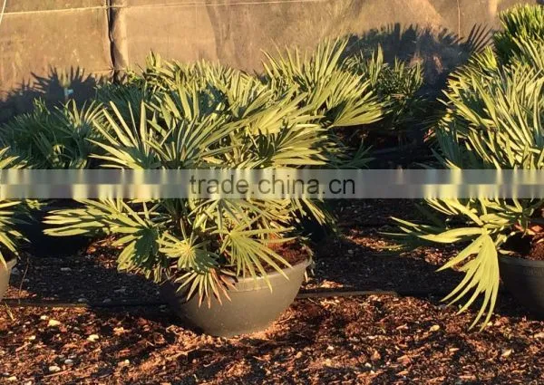 Trithrinax Campestris Palm Tree photo-2