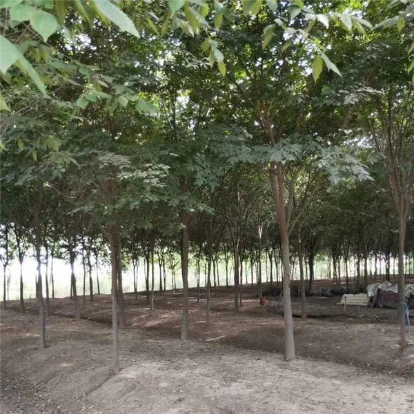 Prices of Beech Trees in Qingdao, Shandong. Base Quotation List. Low Selling Prices and High Survival Rates.