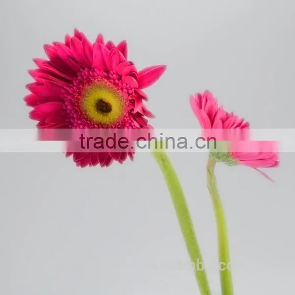Diversified in Packaging Newest Gerbera Flower Rainbow Gerbera Daisy Flower With 20stems/bundle From Yunnan, China photo-2