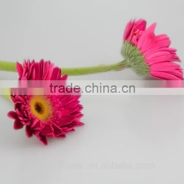 Diversified in Packaging Newest Gerbera Flower Rainbow Gerbera Daisy Flower With 20stems/bundle From Yunnan, China photo-4