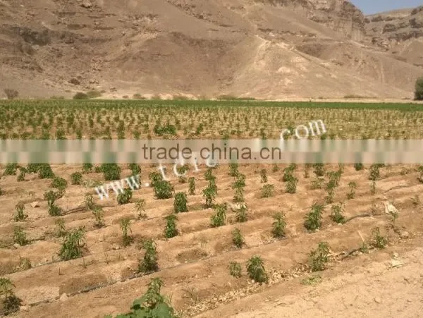 2015 Hot Product---solar Water Pump Irrigation photo-5