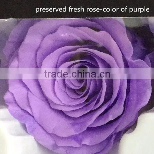 Export Long-lasting Dried Flowers Highest Quality Preserved Flowers Rose photo-2
