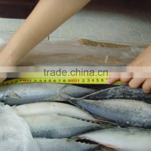 Whole Round Frozen Pacific Mackerel Prices / Frozen Mackerel photo-2